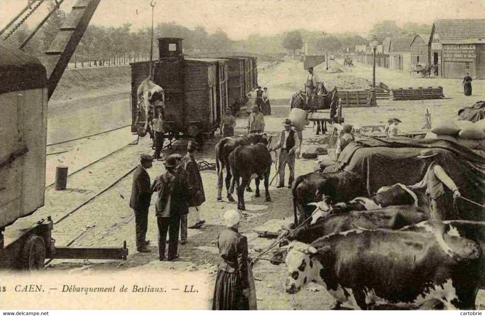 Dépt 14 - CAEN - Débarquement De Bestiaux - (dos Non Divisé) - Caen