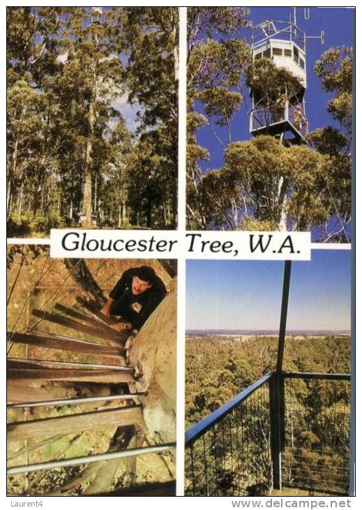 (222) Australia - WA - Gloucester Tree Fire Lookout (tallest In The World) - Autres & Non Classés