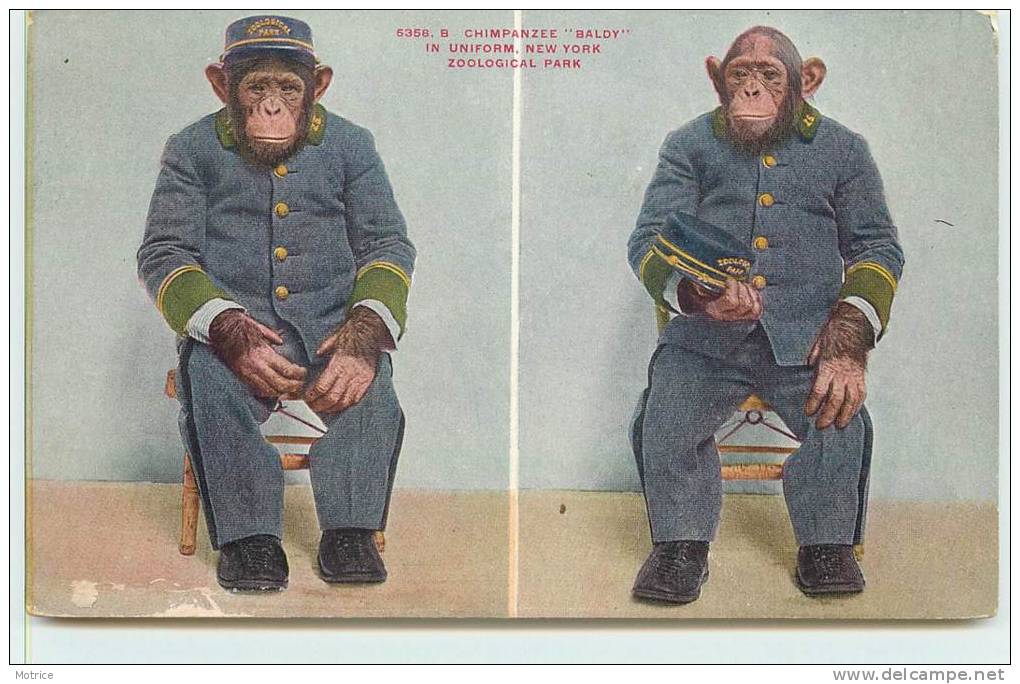 SINGE   -  Chimpanzée "Blady In Uniform,New York, Zoological Park. - Singes