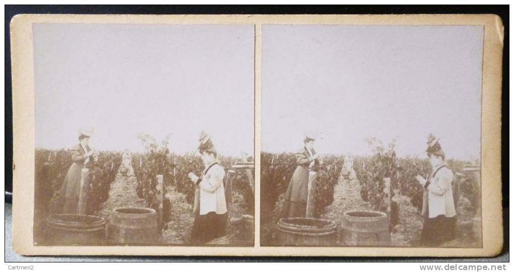 PHOTOGRAPHIE STEREO 1906 : DOMERAT DOMAINE VITICOLE VIGNERON VITICULTURE VIGNES 03 ALLIER - Other & Unclassified