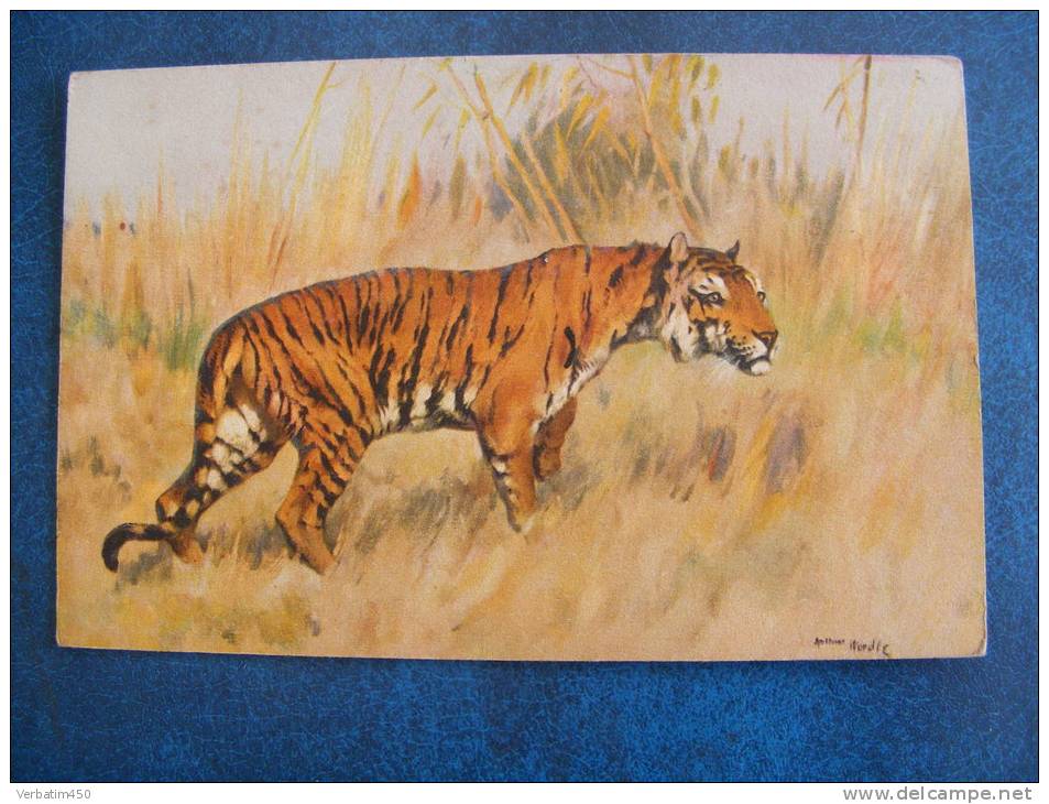 CPA...TIGRE PAR ARTHUR WERDLE....NON ECRITE - Tigres