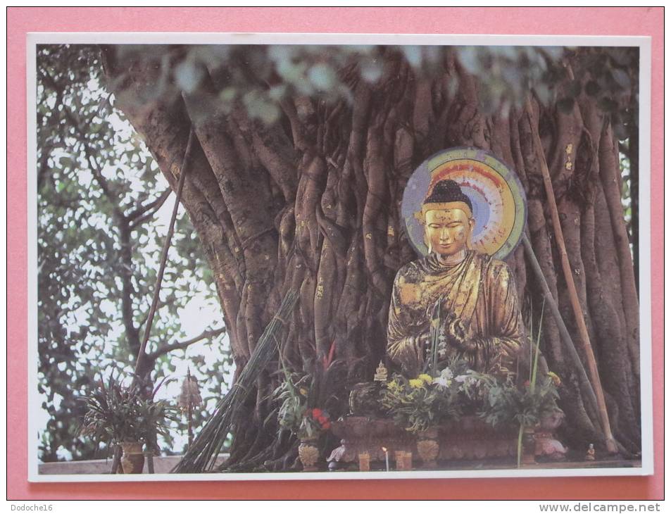 TIBET Under The Bodhi Tree - Tibet