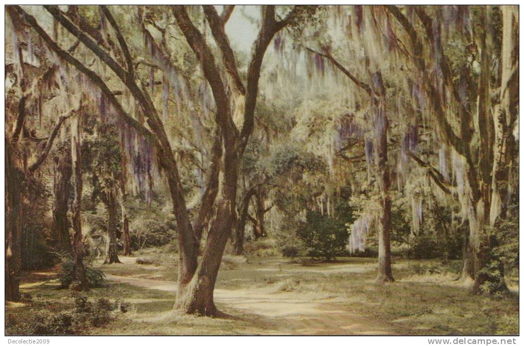 BR25421 Moss Draped Live Oaks     2 Scans - Orlando