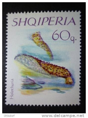 ALBANIA 1966: Scott 939 / Mi 1065 / Y&amp;T 885, Starfish étoiles De Mer, ** MNH - FREE SHIPPING ABOVE 10 EURO - Albania