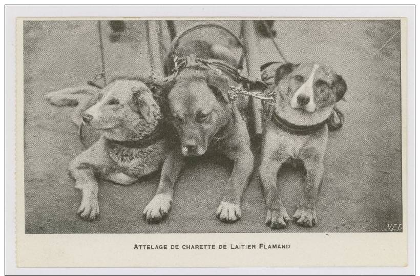 Belgique, Attelage De Charette De Laitier Flamand - Chiens *f6017 - Altri & Non Classificati