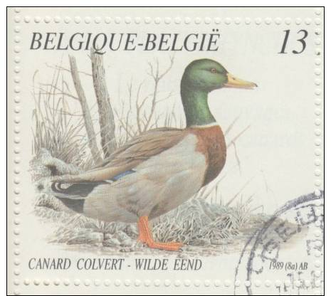 B19 V1 + V2 ** MNH CANARD COLVERT AVEUGLE + QUEUE DOUBLEE / BLINDE WILDE EEND + GESPLETEN PIJLSTAART - Other & Unclassified