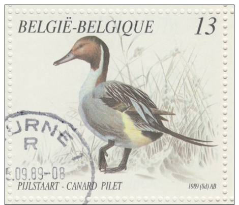 B19 V1 + V2 ** MNH CANARD COLVERT AVEUGLE + QUEUE DOUBLEE / BLINDE WILDE EEND + GESPLETEN PIJLSTAART - Other & Unclassified