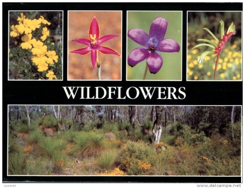 (129) Australia - Northern Territory - Wildflowers - Unclassified