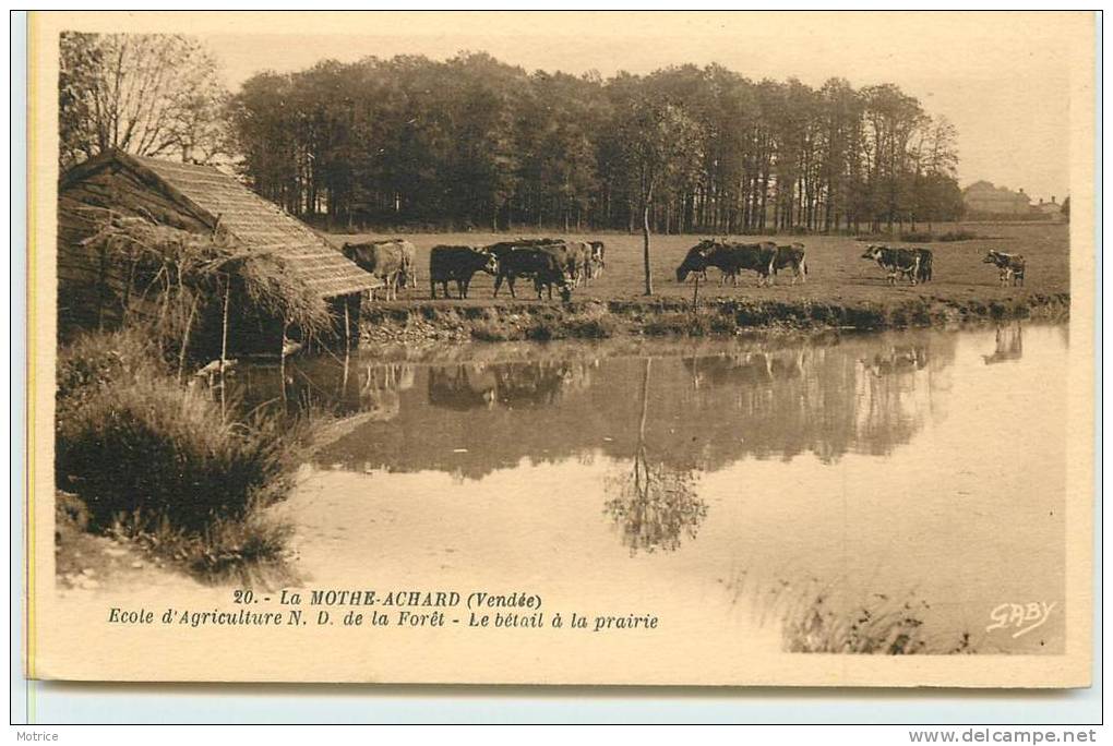 LA MOTHE-ACHARD   -  Ecole D'Agriculture N.D. De La Forêt, Le Bétail à La Prairie. - La Mothe Achard