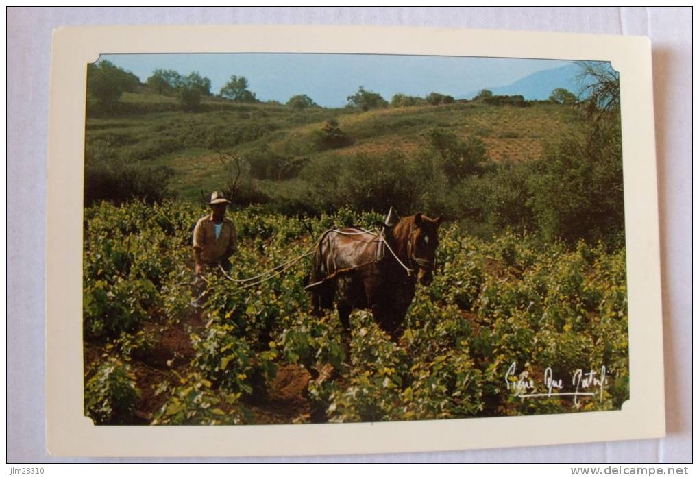 Pierre Dominique Natali 1983 - Image De Corse - Labour Des Vignes à Cheval - MEMORIA - Other & Unclassified