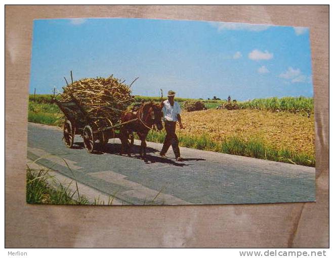 Mule Cart -Sugar Cane  - Barbados - W.I.  West Indies  D77809 - Barbades