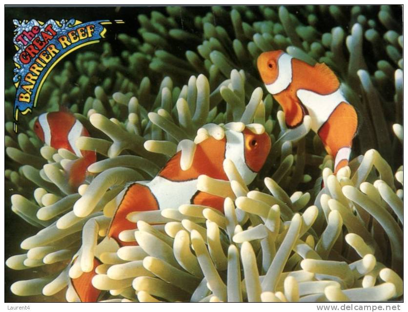 116) Australia - QLD  - Great Barrier Reef Clown Fish - Autres & Non Classés