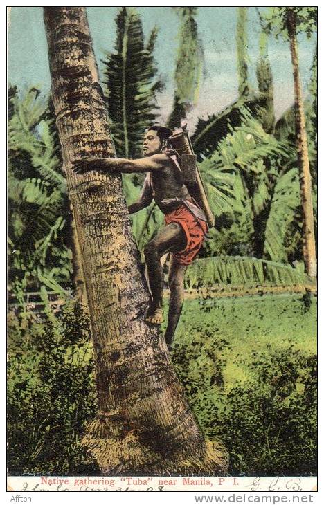 Native Gathering Tuba Near Manila 1905 PI Postcard Used - Filippine