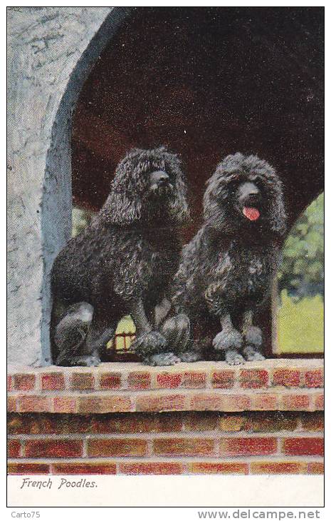 Animaux - Chiens -  French Poodle - Caniche - Dogs