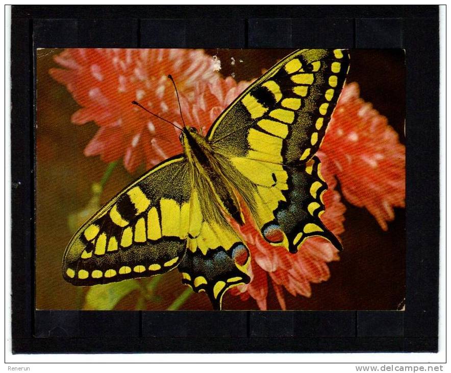 Animaux Papillon Schmetterling Farfalla Butterfly   VITA NOVA 348 - Papillons