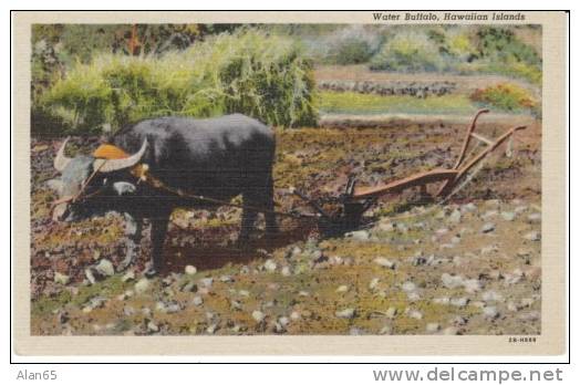 HI Hawaii, Water Buffalo Pulling Plow, Agriculture Farming, C1940s Vintage Curteich Linen Postcard - Sonstige & Ohne Zuordnung