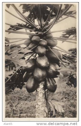 Honolulu HI Hawaii, Papaia Papaya Tree &amp; Fruit, C1930s/40s? Vintage Real Photo Postcard - Honolulu