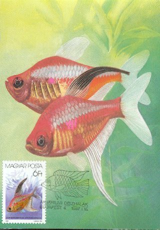 HONGRIE CARTE MAXIMUM NUM.YVERT 3092 POISSONS D AQUARIUM - Maximumkarten (MC)