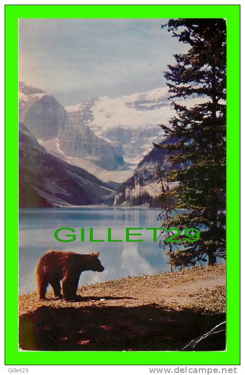 BANFF, ALBERTA - BLACK BEAR, ROAMIN, IN THE GLOAMIN AT LAKE LOUISE, NATIONAL PARK - - Lac Louise