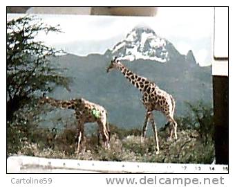 GIRAFFE IN KENYA  VB1977  DX5268 - Girafes