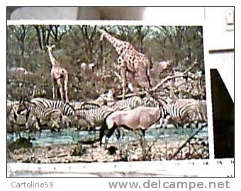 GIRAFFE IN SUD AFRICA   ZEBRE E ANTILOPE LONG HORNS VB1972  DX5269 - Giraffes