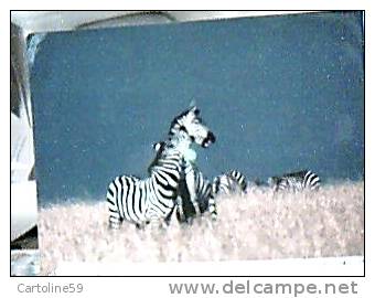 ZEBRE  IN KENYA VB1985  DX5270 - Zebras