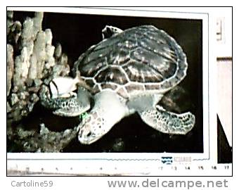 TARTARUGA  VERDE ACUARIO PORTO GENOVA N1995  DX5274 - Tortues