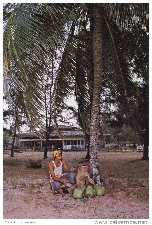 Cp , MALAYSIA , KOTA BARU , Resort Pantai Cinta Barahis' House , Monkey At Work Plucking Coconuts For Guests - Malesia