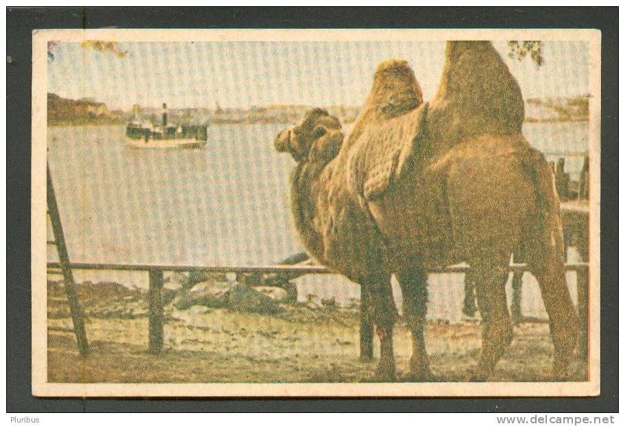 FINLAND WW II MILITARY FIELDPOST  KENTTÄPOSTI  1944 ON POSTCARD  CAMEL  LOOKING AT SHIP - Militair