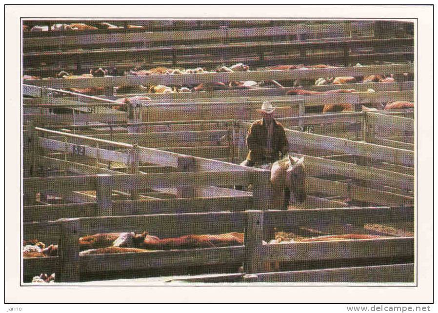 Etats-Unis,USA,Texas, Amarillo,Cattle In The Corral, Cow-boy, Editeur:Edito-Service S.A.,Imprimé En CE.,reedition - Amarillo