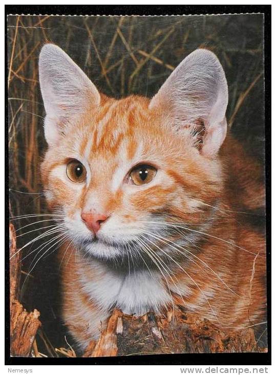 LOT OF 4 POSTCARDS GATTO Felis Silvestris Catus CAT &#35987; Katze &#1082;&#1086;&#1096;&#1082;&#1072; &#29483; &#1602;& - Gatti