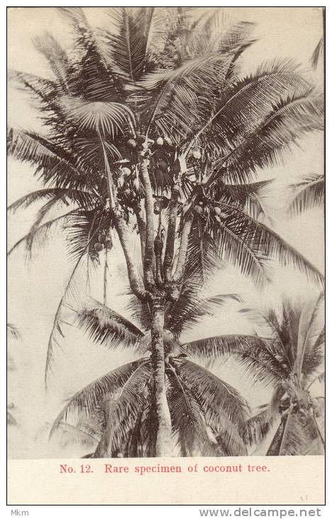 Rare Specimen Of Coconut Tree - Maleisië