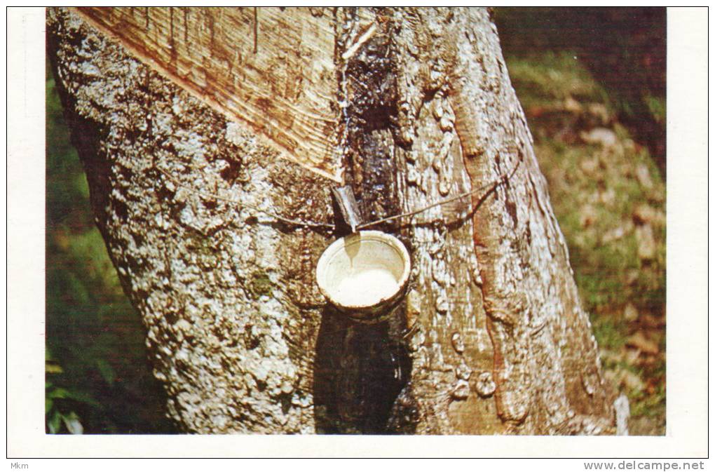 Rubber Tapping - Malesia