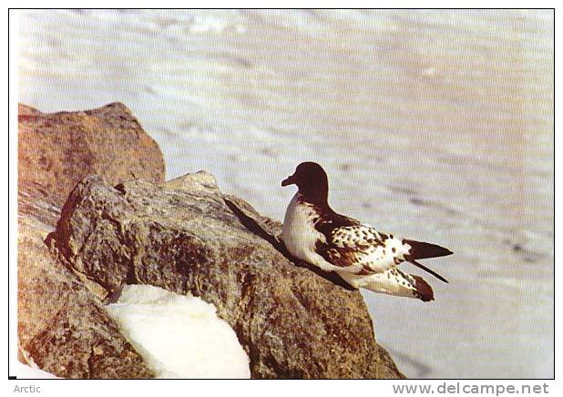 TAAF : Damier Du Cap Cp éditée  à L'occasion Du 50 E Anniversaire Des Expéditions Polaires Française - TAAF : French Southern And Antarctic Lands