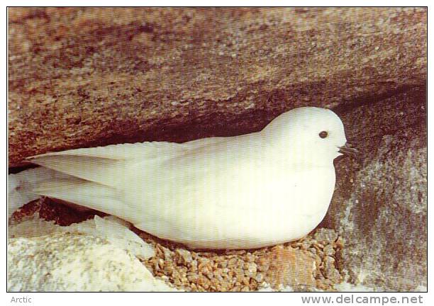 TAAF :  Petrel Des Neiges   Cp éditée  à L'occasion Du 50 E Anniversaire Des Expéditions Polaires Française - TAAF : Terres Australes Antarctiques Françaises