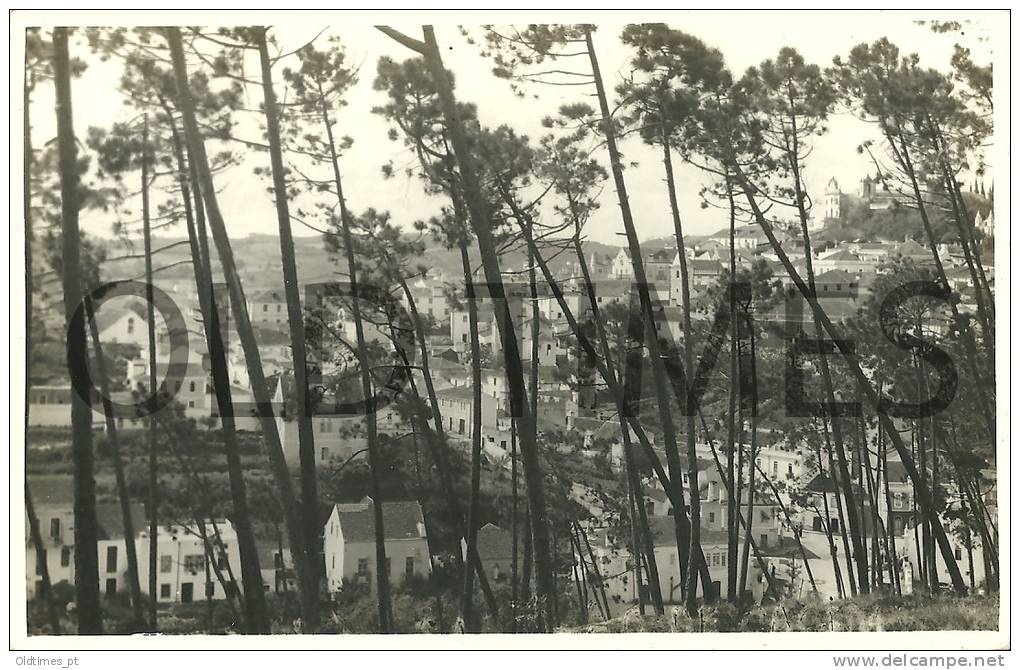 PORTUGAL - SANTIAGO DO CACÉM - VISTA PANORAMICA ATRÁVES DO PINHAL 50S REAL PHOTO PC. - Setúbal