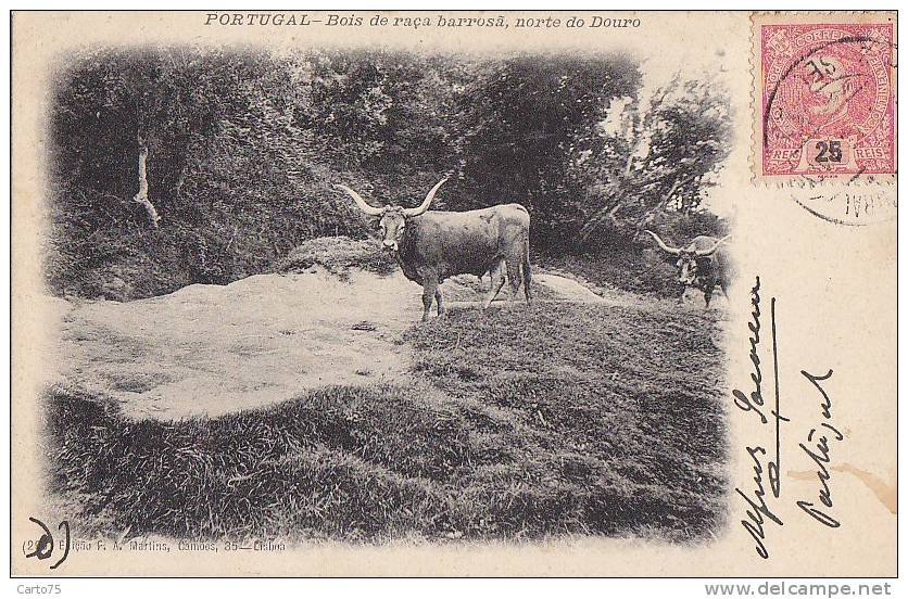 Portugal - Bois De Raça - Norte Do Douro - Agriculture Elevage Vaches - Sonstige & Ohne Zuordnung