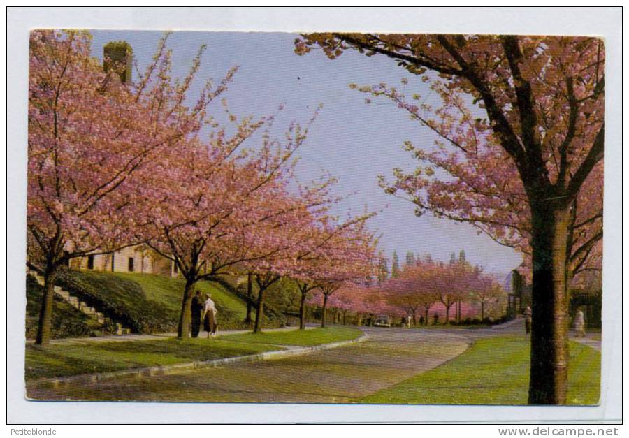 (I729d) - Boitsfort - Le Logis - Cerisiers En Fleurs - Watermael-Boitsfort - Watermaal-Bosvoorde