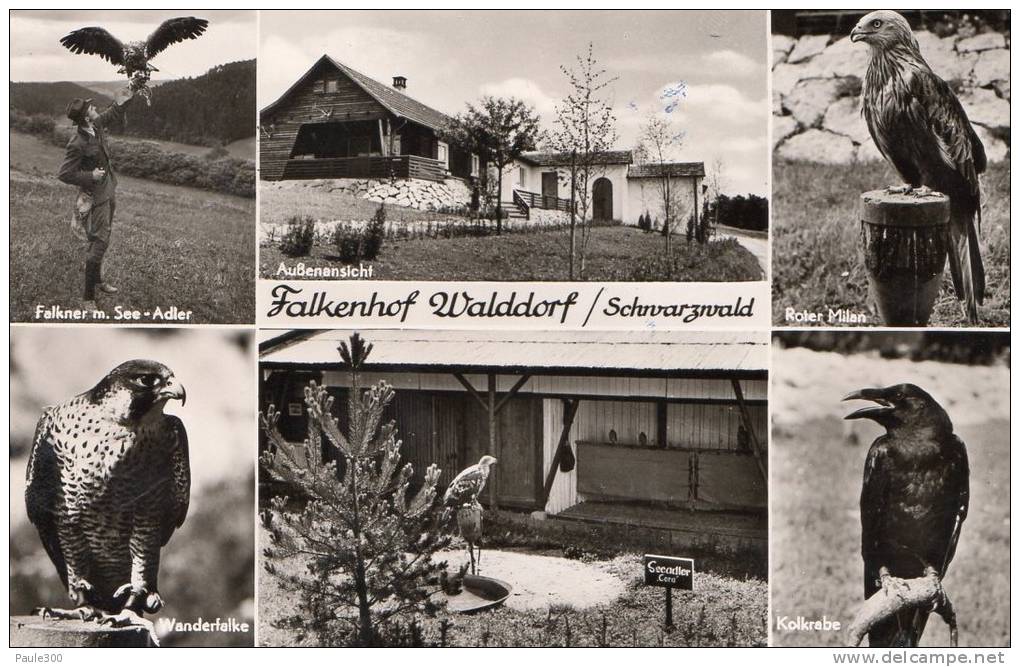 Altensteig-Walddorf - Falkenhof - Altensteig