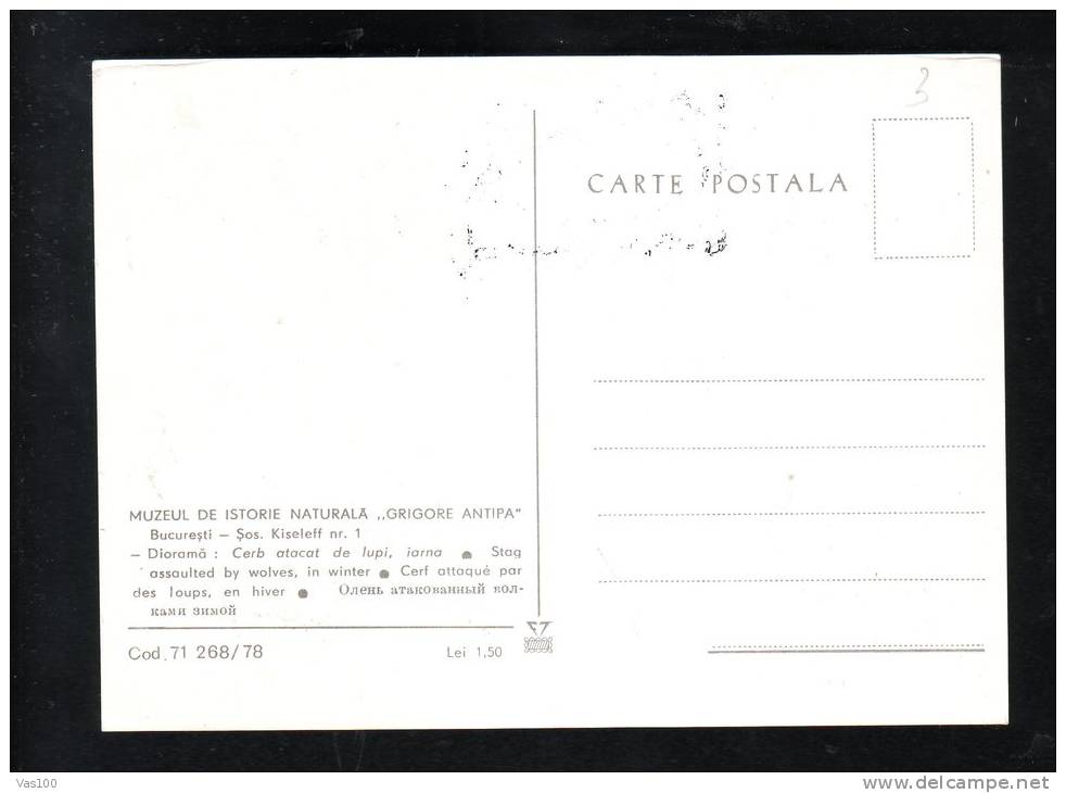 DEER,CM,MAXI CARD,CARTES MAXIMU,1978,ROMANIA - Gibier