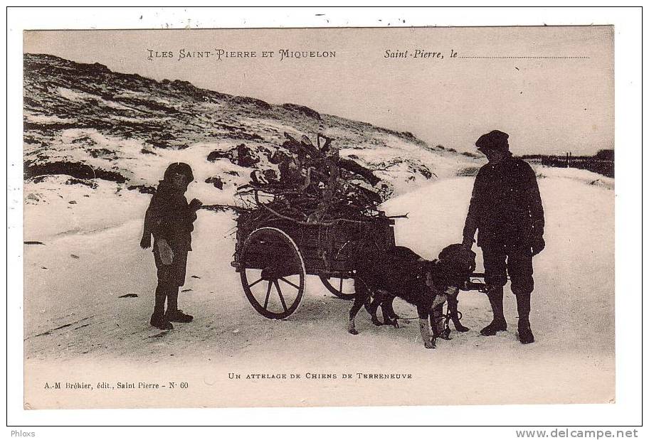 Iles Saint Pierre Et Miquelon/975/Un Attelege De Chiens De Terreneuve/Réf:2882 - Saint-Pierre-et-Miquelon