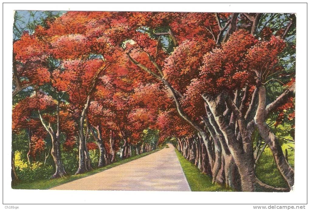 CPA - Puerto Rico : Beautiful Flamboyants Lining Military Road : Belle Allée De Flamboyants Route Militaire ( Dessins ) - Puerto Rico