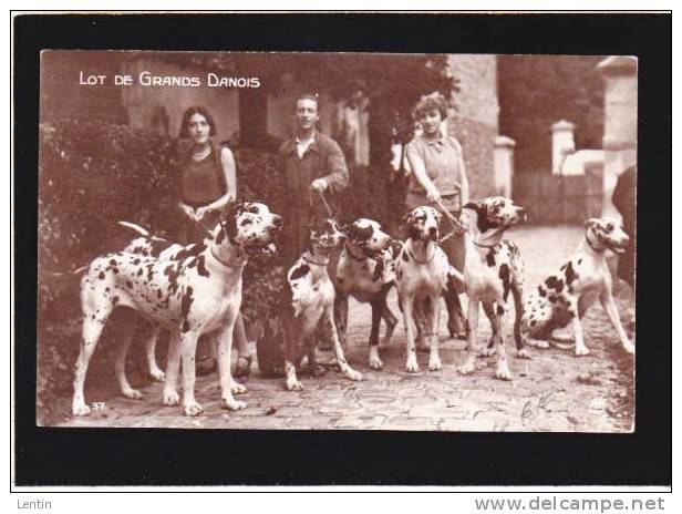 Les Races Canines - Lot De Grands Danois  - Chiens Du Chenil  "berger-policier" - Coll Inst Zoologique - Cani