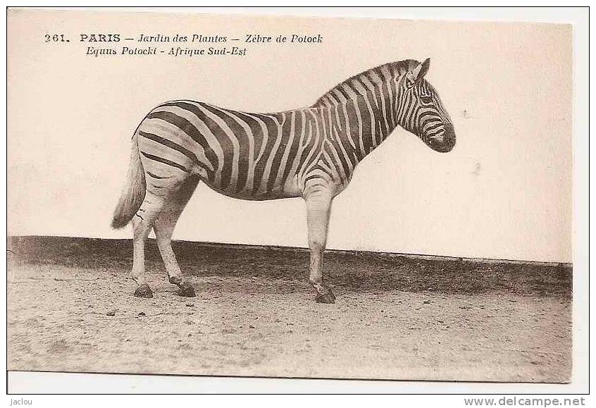 PARIS JARDIN DES PLANTES ,ZEBRE DE POTOCK  REF 29144 - Zebras