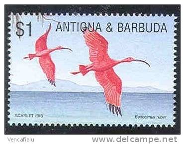 Antigua And Barbuda, Eudocimus Ruber, 1 Stamp, MNH - Storchenvögel