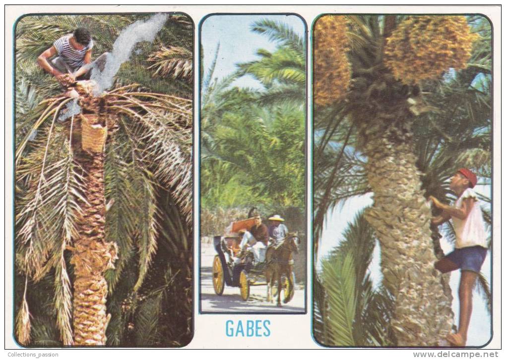 Cp , TUNISIE , GABES , Souvenir De LOasis De Gabes - Tunisie