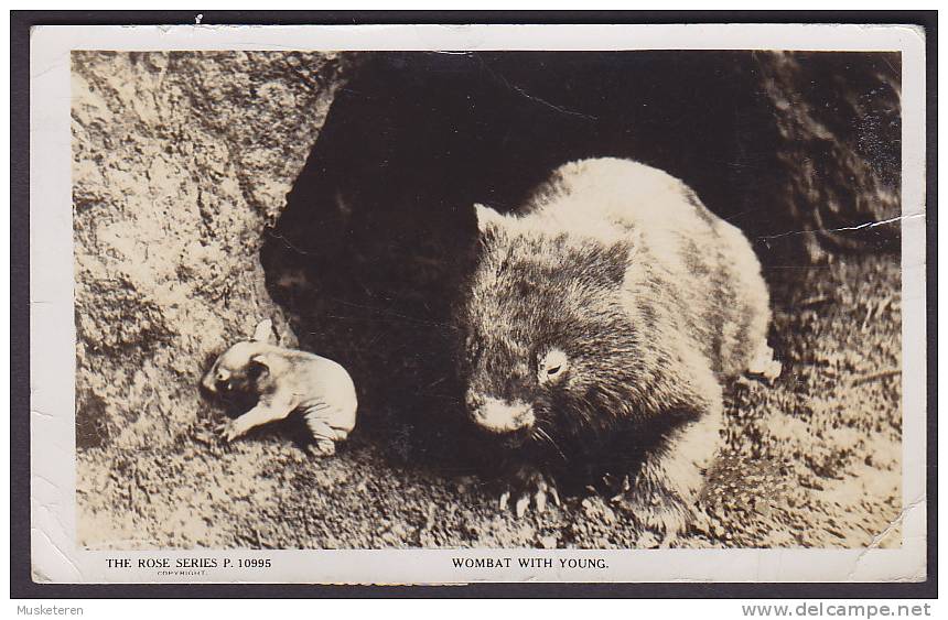 ## Australia Airmail Par Avion Label Wombat With Young Rose Series FREEMANTLE 1956 To STEGE Denmark Real Photo (2 Scans) - Sonstige & Ohne Zuordnung