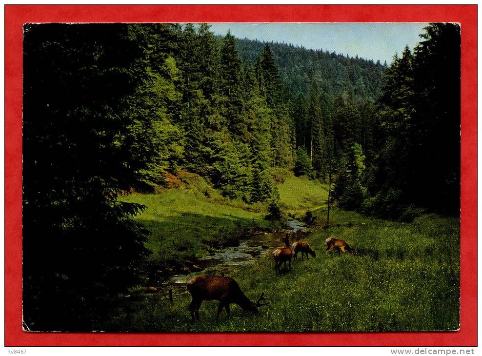 * ALLEMAGNE-SCHWARZWALD(Biches  Et Cerfs)-1964 - Hochschwarzwald
