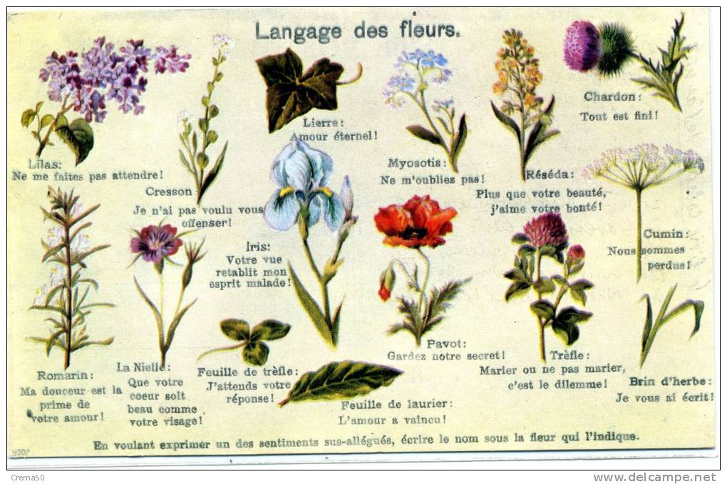 LANGAGE DES FLEURS - - Autres & Non Classés