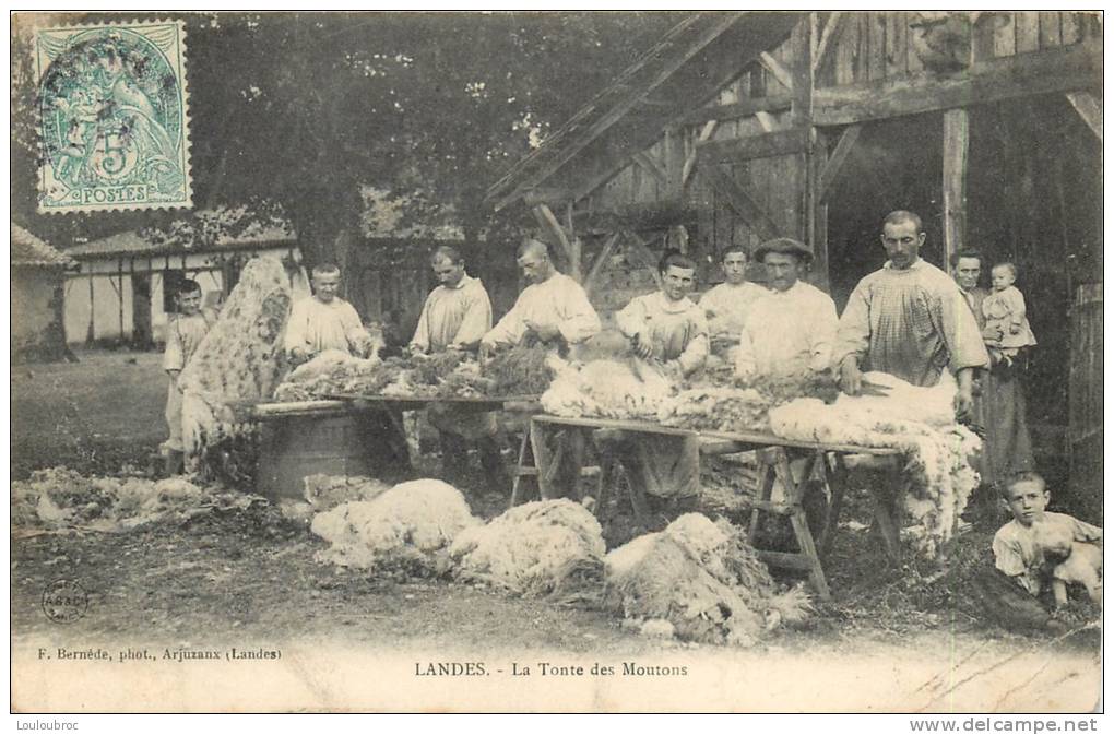 LANDES LA TONTE DES MOUTONS - Artigianato